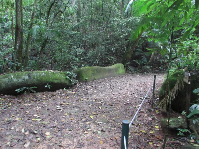 Adapt trekking. An excellent option to get in contact with nature on the Tijuca National Park.